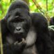 Rushaga Gorillas & Gorilla Permits