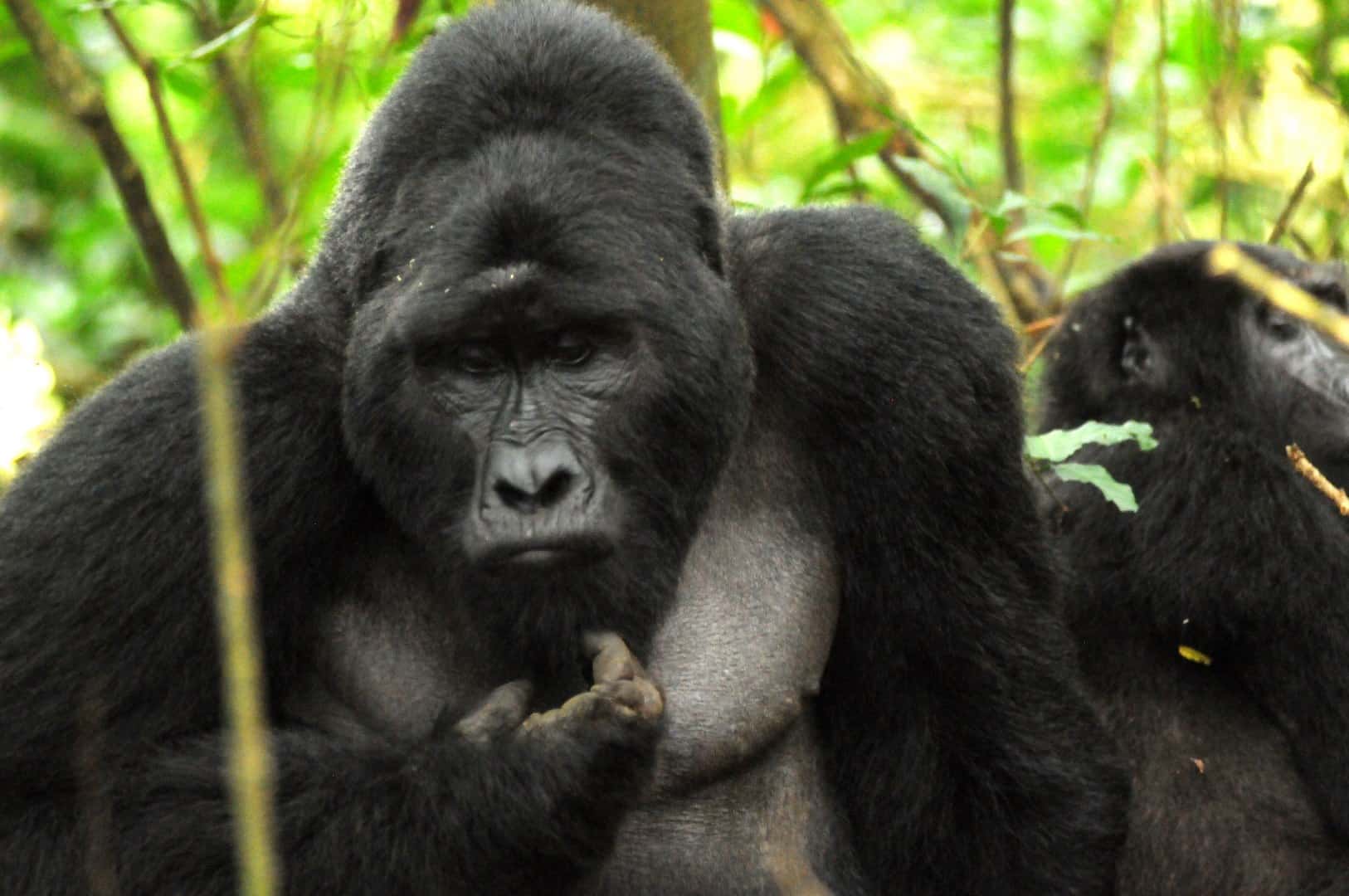 Rushaga Gorillas & Gorilla Permits