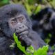 Rushaga Sector Gorillas and Permits