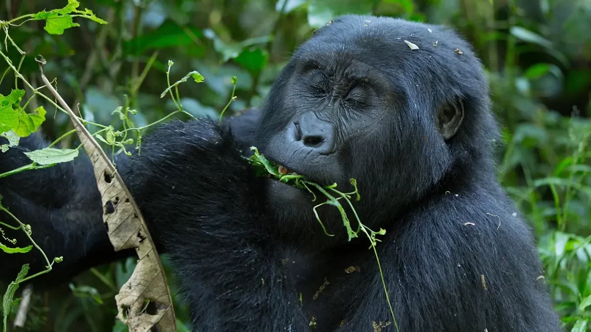 Rwanda & Uganda Low Season Gorilla Permits