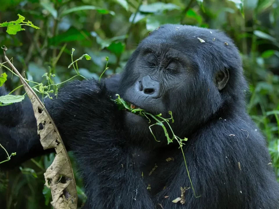 Rwanda & Uganda Low Season Gorilla Permits