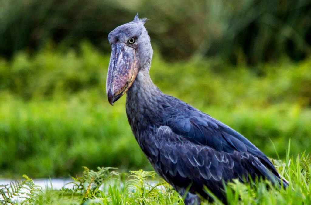 Mabamba Shoebill Excursion from Entebbe - Best Things to do in Entebbe Uganda