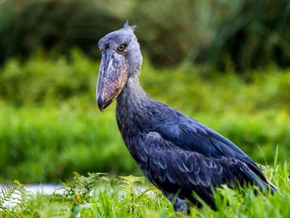 Mabamba Shoebill Excursion from Entebbe - Best Things to do in Entebbe Uganda