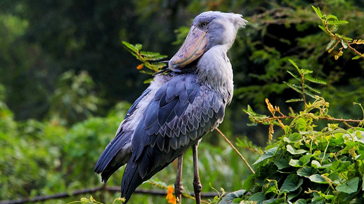 Mabamba Shoebill Day Trips from Entebbe - Attractions and Things to do on Lake Victoria