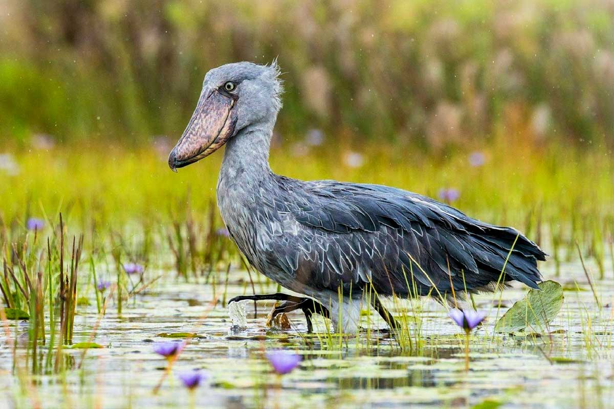 Shoebill Trips from Entebbe to Mabamba Swamp