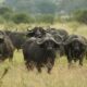 Top locations to film Cape Buffaloes in Uganda