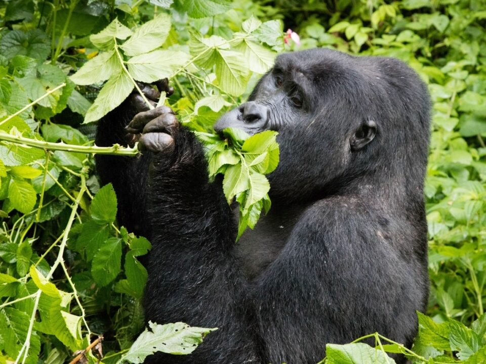 Uganda Gorilla Permits Availability