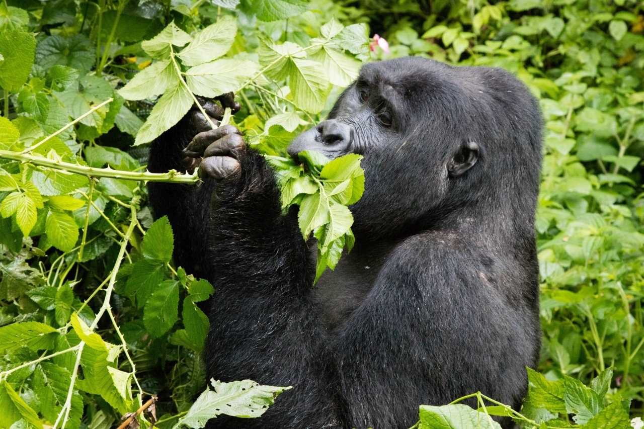 Uganda Gorilla Permits Availability - What’s the Altitude for Gorilla Trekking in Rushaga?