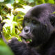 Why Trek Mountain Gorillas in Ruhija Sector
