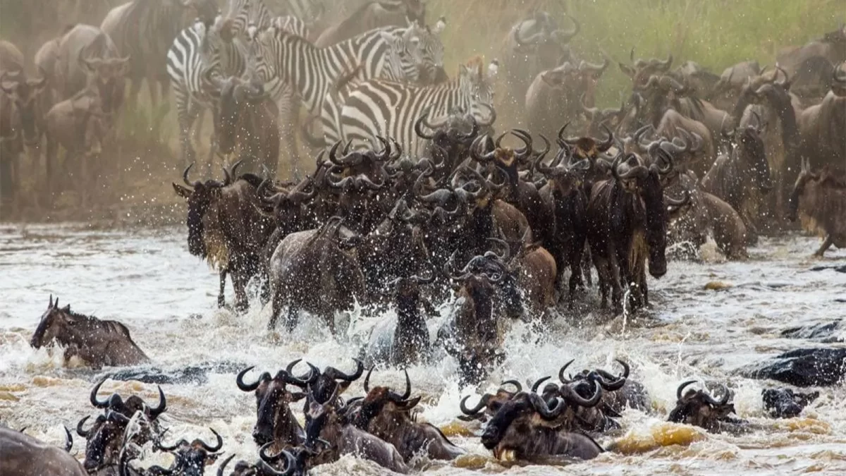 Great Wildebeest Migration Holidays in Tanzania