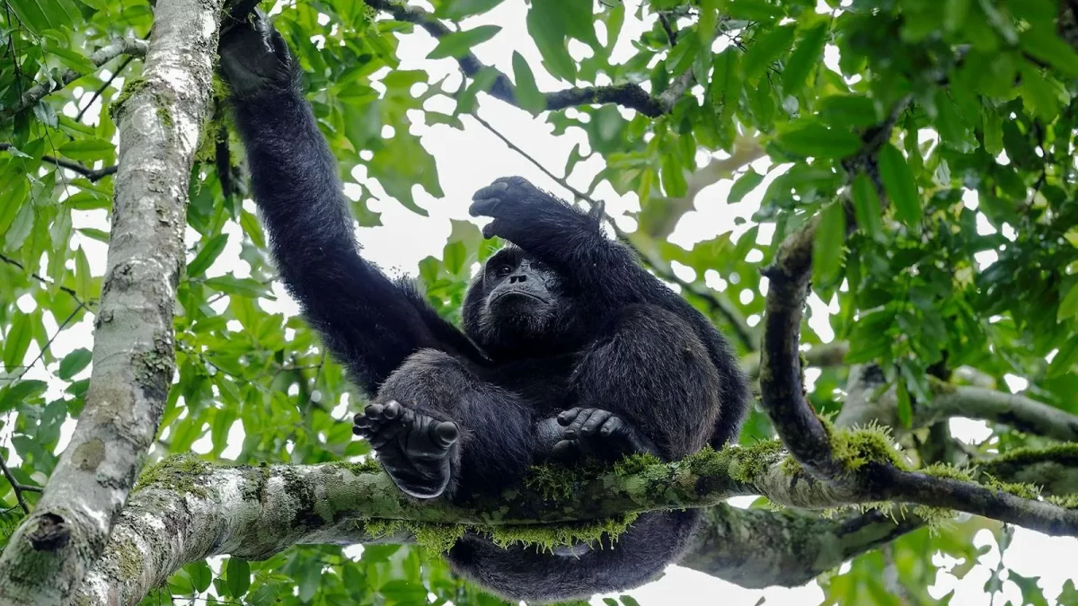 Top Places to film Primates in Uganda