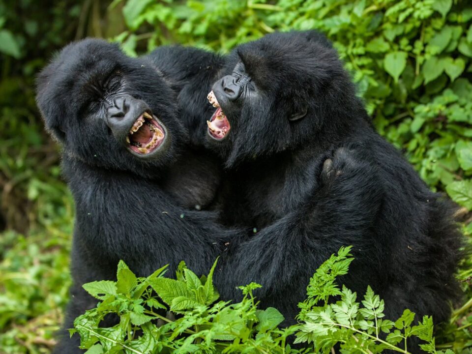 How Do Gorillas Fight?