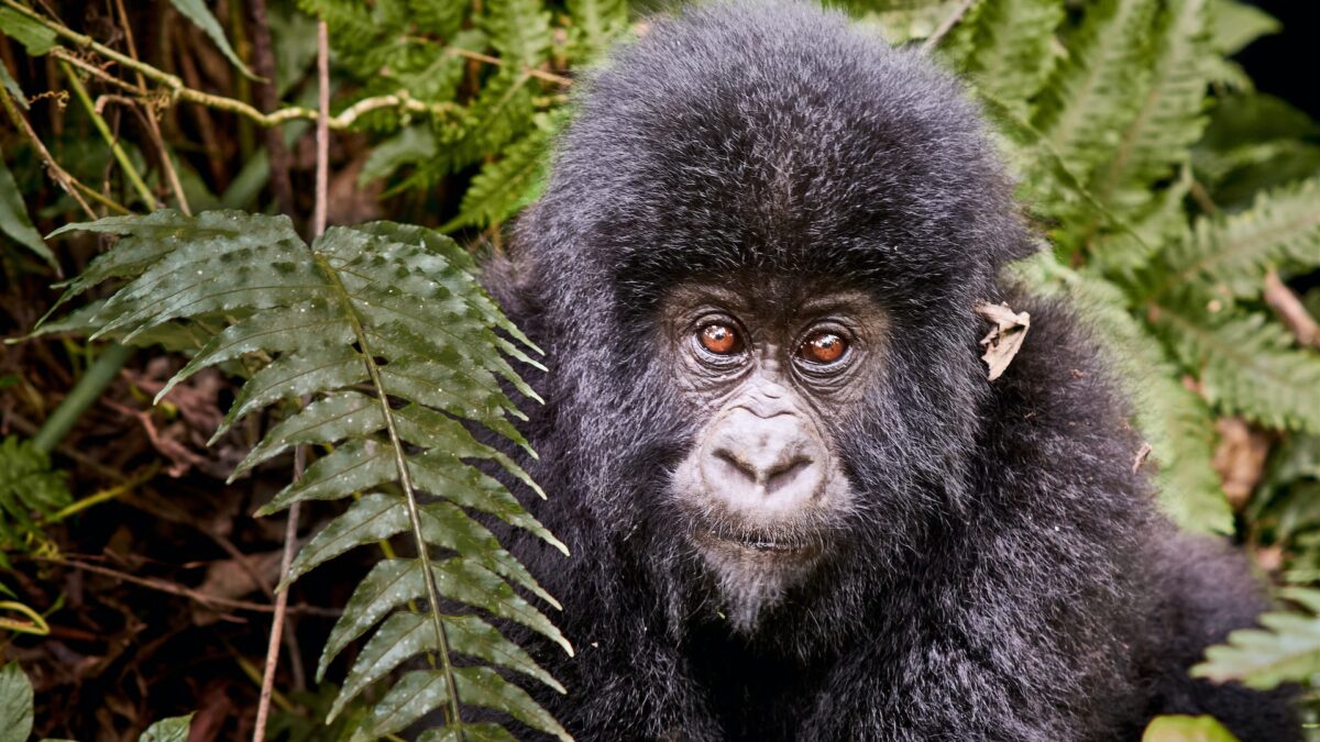 Acquiring Virunga Gorilla Permits