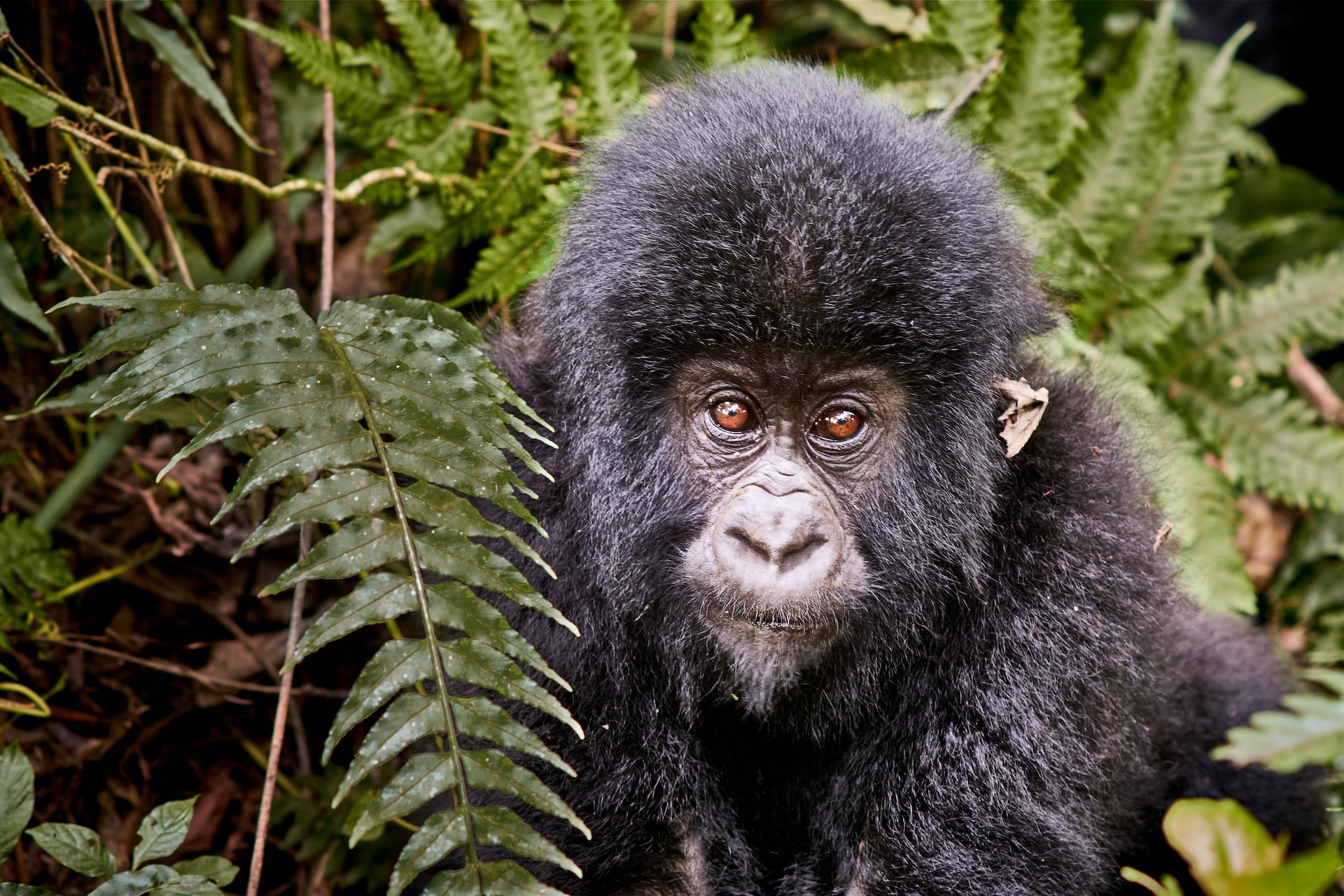 Acquiring Virunga Gorilla Permits - What to Pack for Gorilla Trekking in Virunga National Park