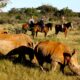 African Safaris in May - What to Expect on African Safari?v