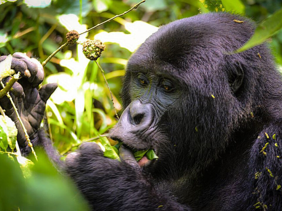 Best Gorilla Trekking Tours in Uganda