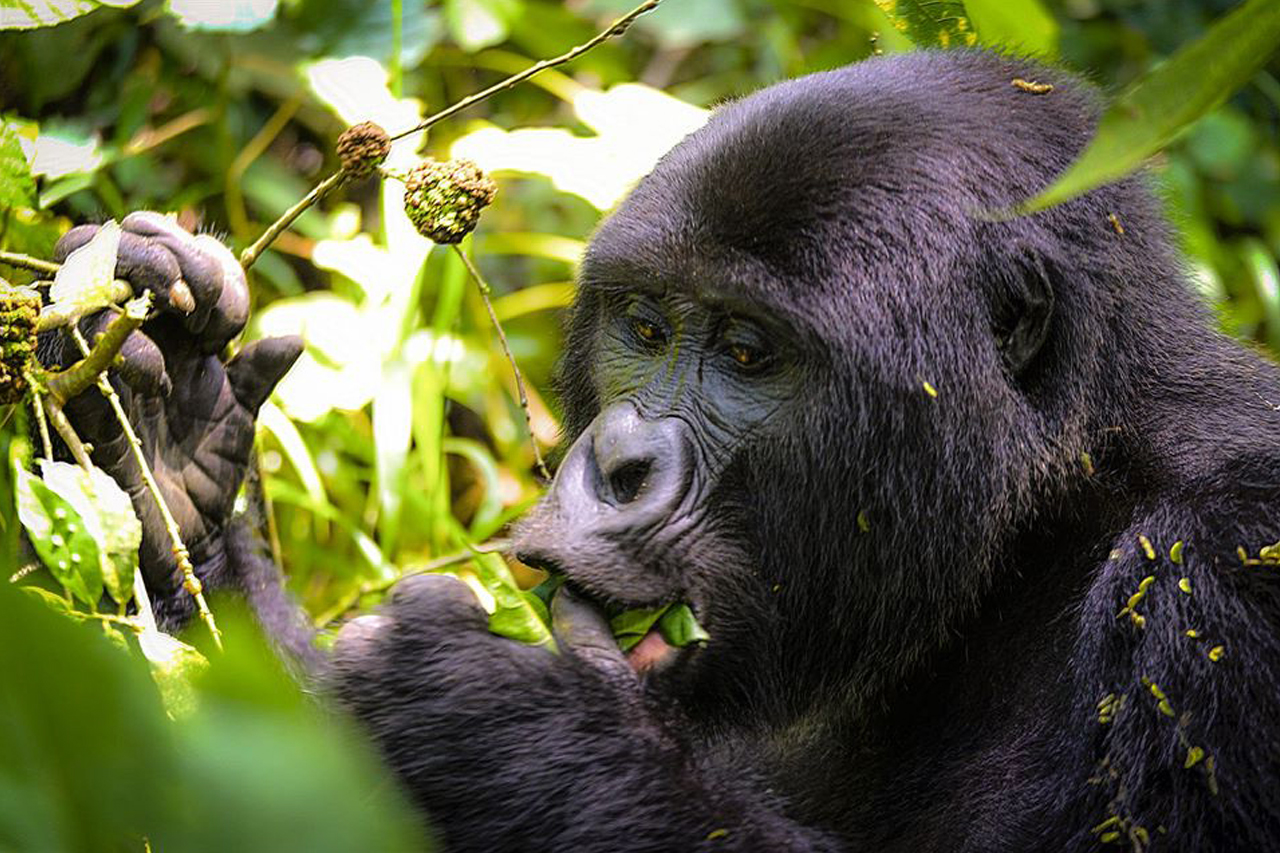 Best Gorilla Trekking Tours in Uganda - Uganda Gorilla Permits 2025–2026 - Celebrate Christmas with a Uganda Safari