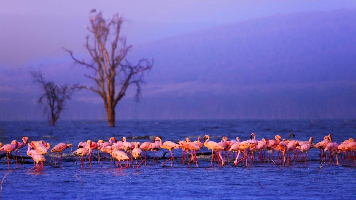Best Time to visit Lake Nakuru in Kenya