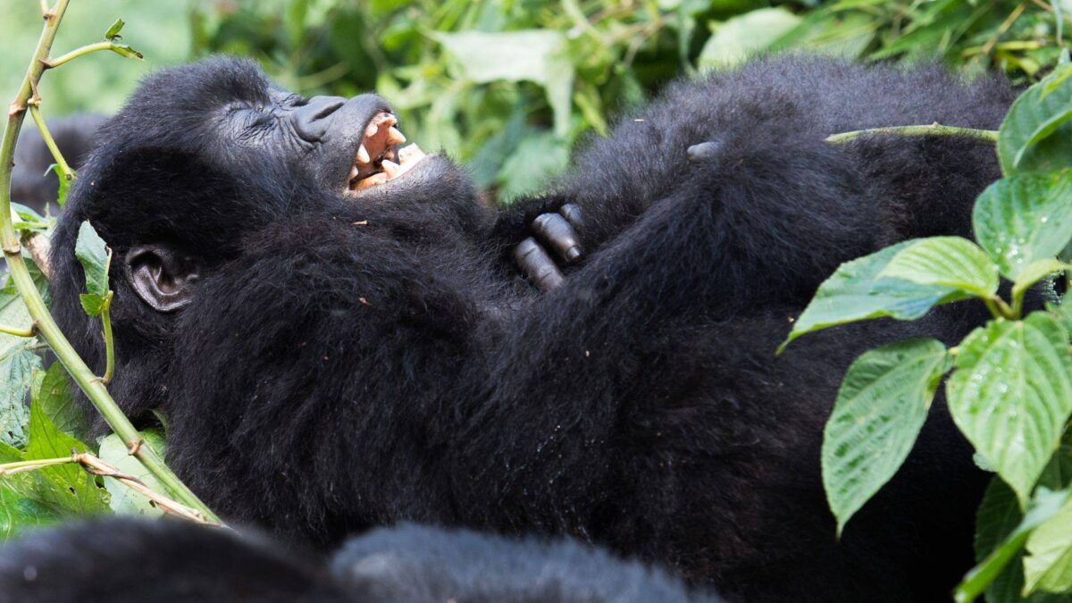 Best Time to visit Rwanda for Gorilla Trekking