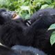 Best Time to visit Rwanda for Gorilla Trekking