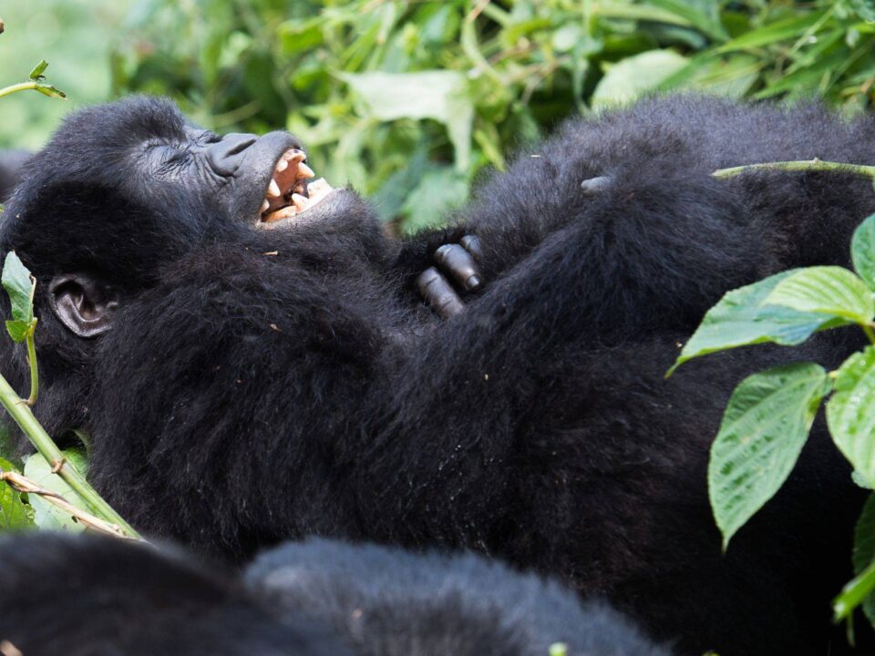 Best Time to visit Rwanda for Gorilla Trekking