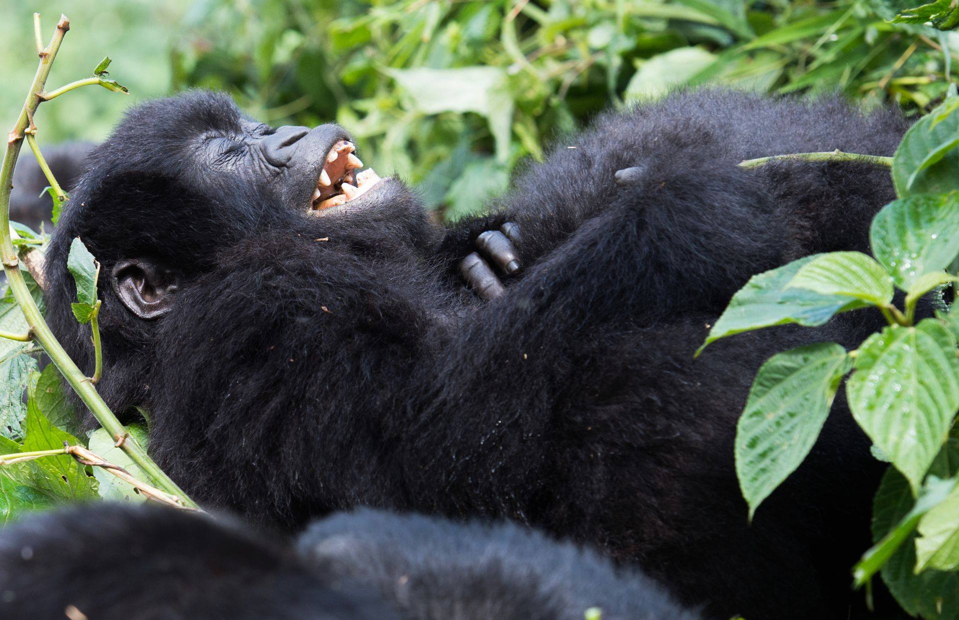 Best Time to visit Rwanda for Gorilla Trekking - How Many People Can Visit Mountain Gorillas in Uganda Each Day?
