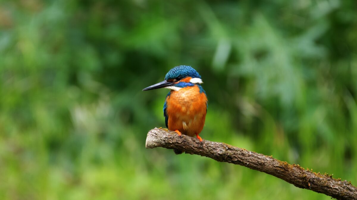 Bird Watching Trips to Kibale Forest