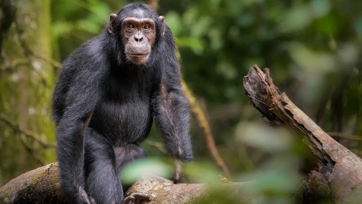 Booking Chimpanzee Tracking Permits in Uganda