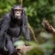 Booking Chimpanzee Tracking Permits in Uganda