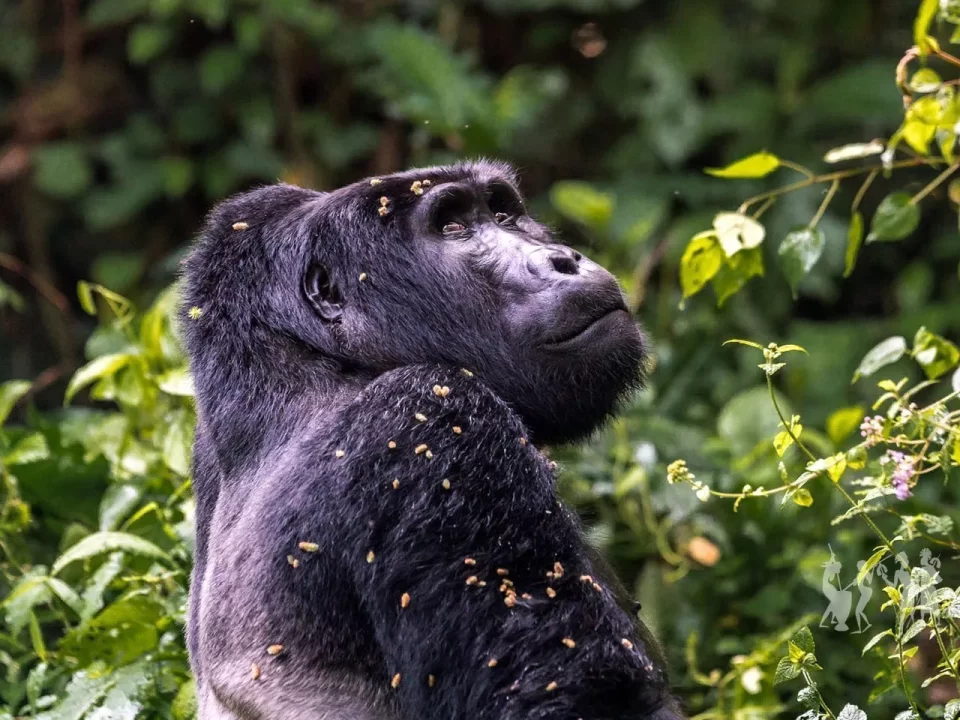 Booking Gorilla Permits Worldwide