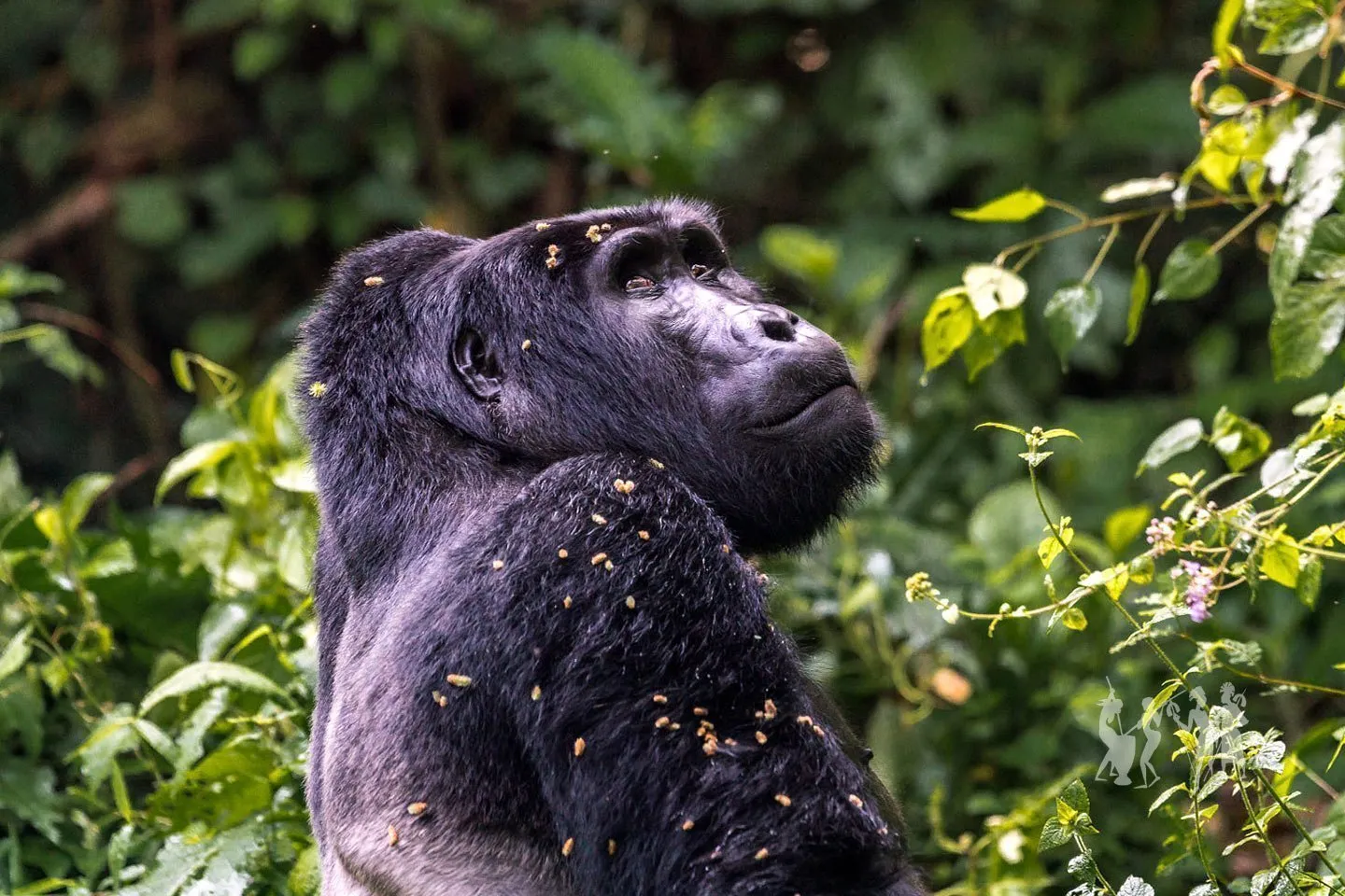 Booking Gorilla Permits Worldwide