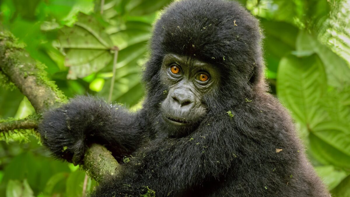 Booking Gorilla Tracking Permits for Volcanoes National Park