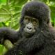 Booking Gorilla Tracking Permits for Volcanoes National Park