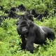 Booking Rwanda Gorilla Safari in Advance