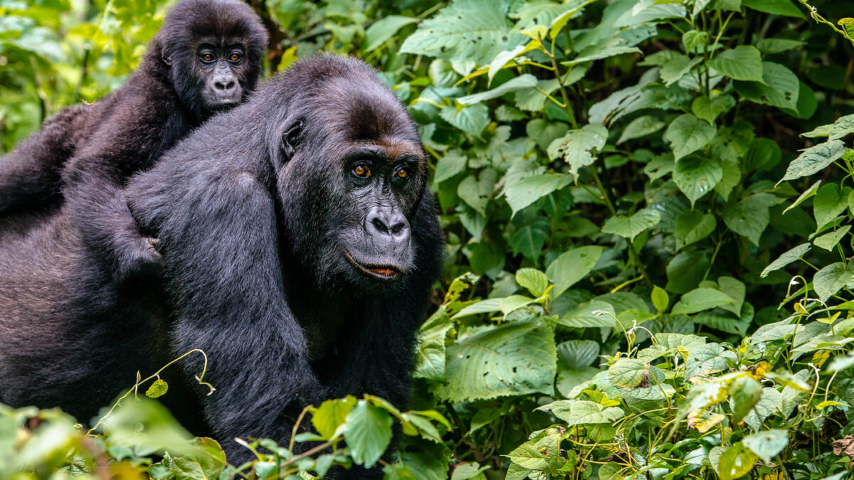 Budget Gorilla Safaris from Kampala - Rushaga Gorilla Tracking Safaris from Kigali-Rwanda