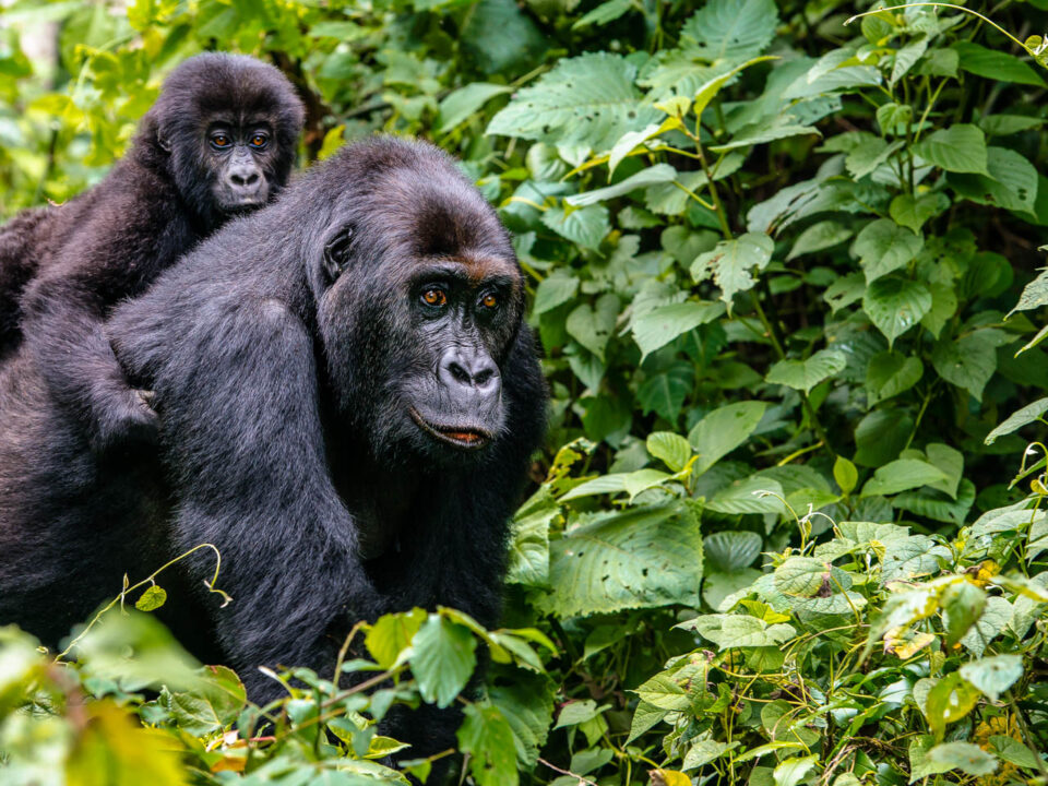 Budget Gorilla Safaris from Kampala