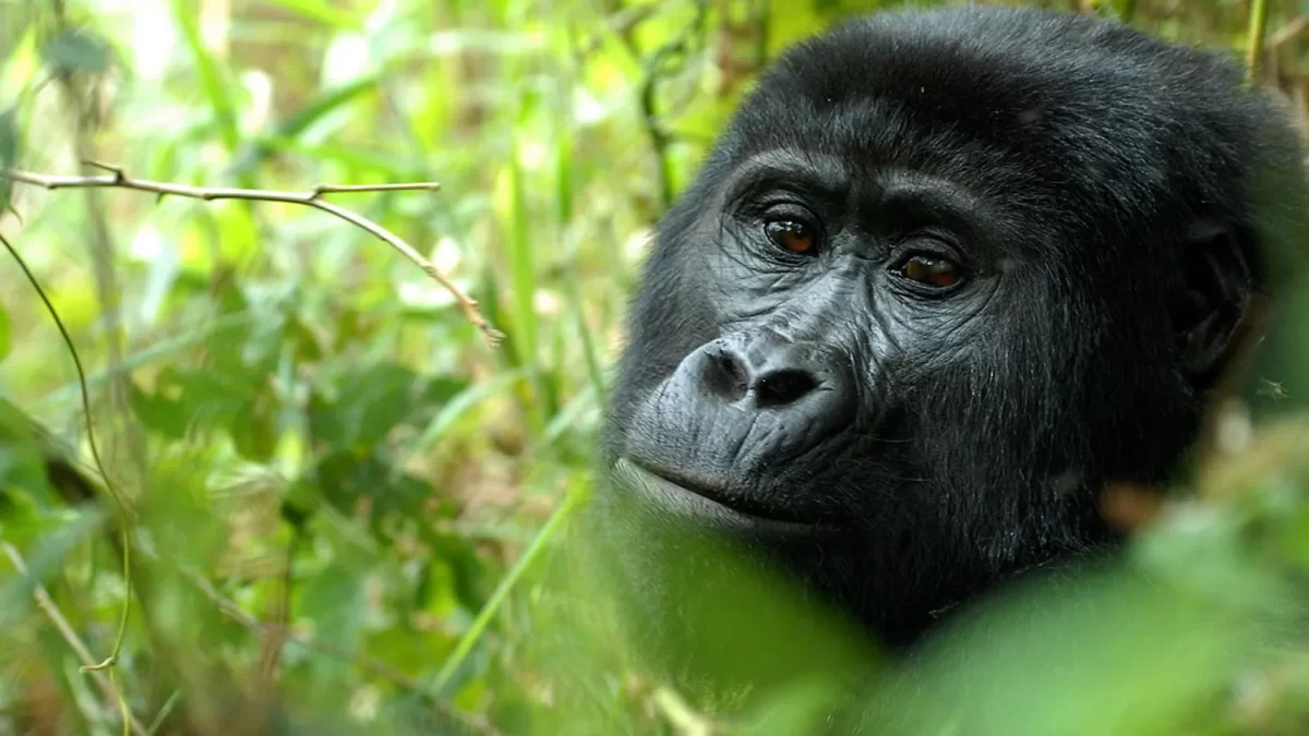 Budget Gorilla Tracking in Nkuringo Region