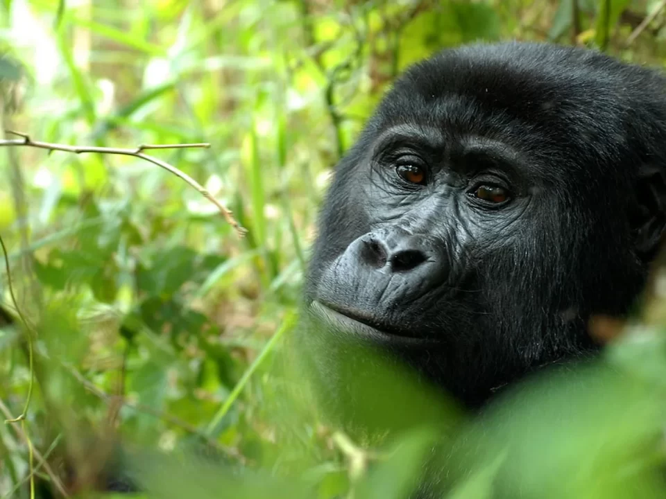 Budget Gorilla Tracking in Nkuringo Region