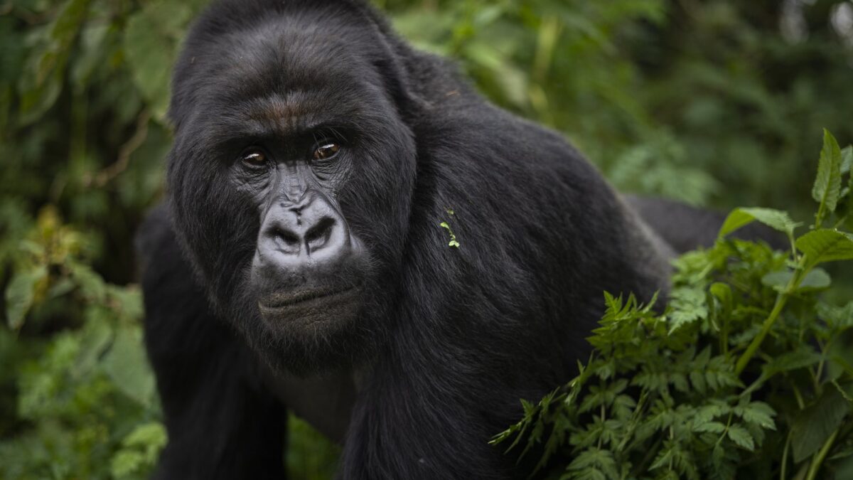 Budget Safaris to See Silverback Gorillas in Uganda