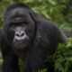 Budget Safaris to See Silverback Gorillas in Uganda