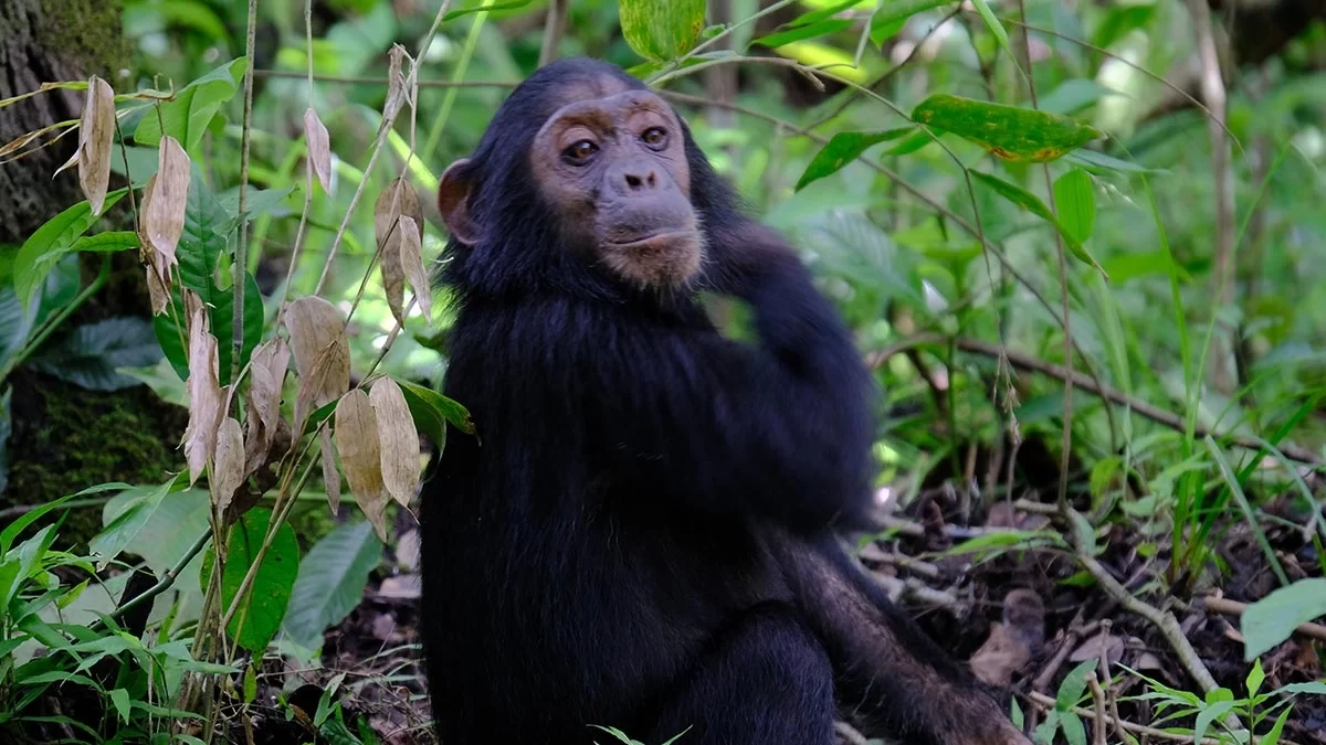 Budget Uganda Chimpanzee Trekking Safaris