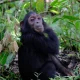 Budget Uganda Chimpanzee Trekking Safaris