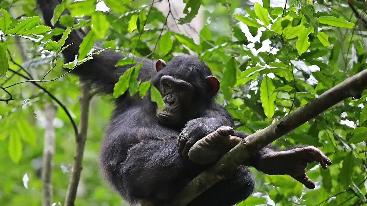 Budongo Forest Chimpanzee Permits