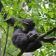 Budongo Forest Chimpanzee Permits