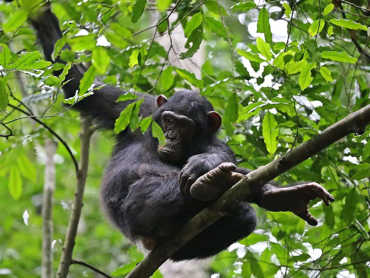 Budongo Forest Chimpanzee Permits - What to Expect on the Chimpanzee Trek in Budongo Forest - Chimpanzee Trekking: Kibale Forest vs Budongo Forest Reserve