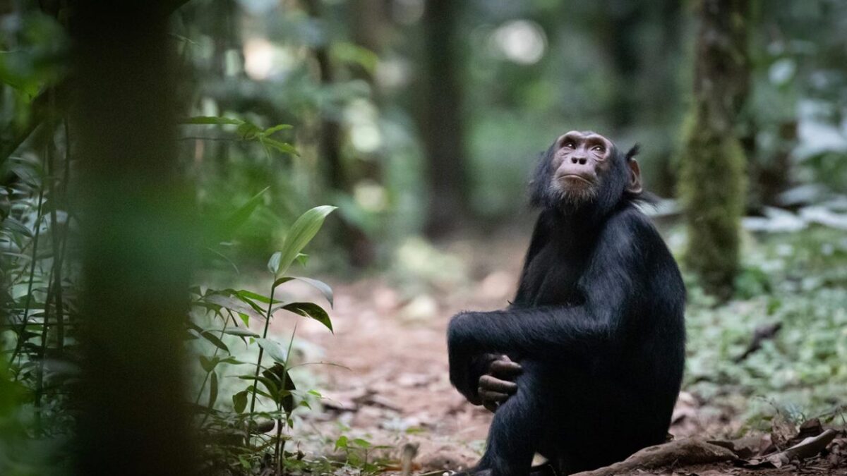 Budongo Forest Chimpanzee Tracking