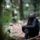 Budongo Forest Chimpanzee Tracking