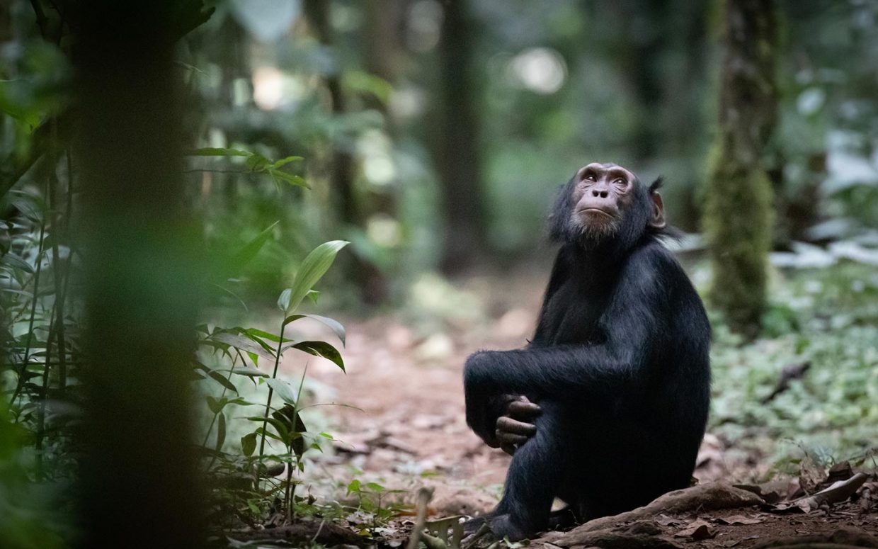 Budongo Forest Chimpanzee Tracking - Updated Chimpanzee Trekking Prices in Kalinzu and Budongo Forest - Best Day Trips and Tours in Hoima