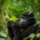 Buhoma Gorilla Tracking Tours from Kigali