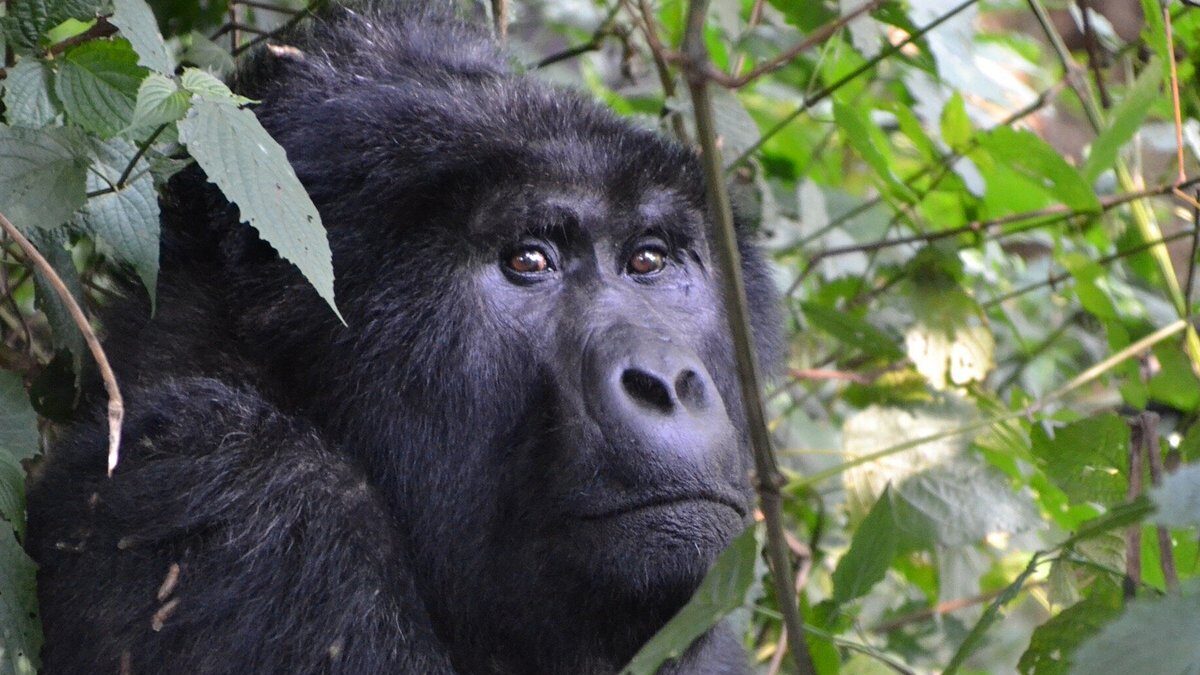 Bwindi Four hours Gorilla Trek Experience
